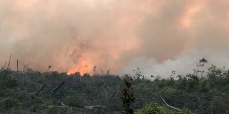 Penampakan kebakaran lahan di Silaut Pesisir Selatan, Kamis (25/5/2023).