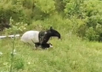 Penampakan tapir di di Nagari Air Dingin Kecamatan Lembah Gumanti, Kabupaten Solok. (Ist)