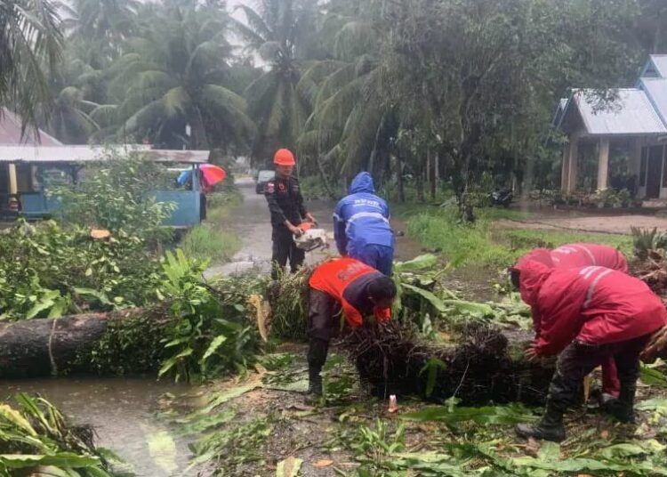 Personel BPBD Padang Pariaman membersihkan material pohon tumbang di Korong Pasa Bai Nagari Parik Malintang Kecamatan Enam Lingkung, Minggu (7/5/2023).