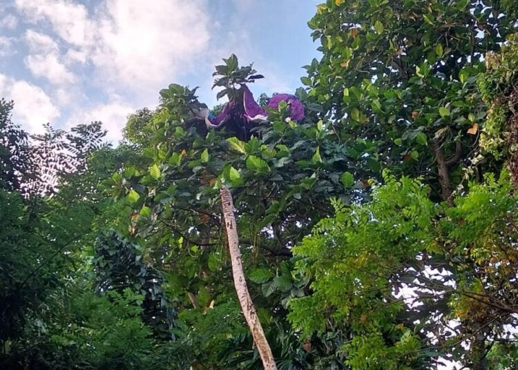 Dua Atlet Paralayang Tersangkut di Pohon Perbukitan Air Manis Padang