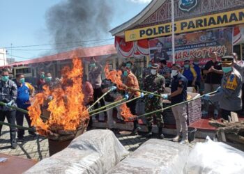 Pemusnahan ganja di halaman Mapolres Pariaman, Kamis (13/7/2023).