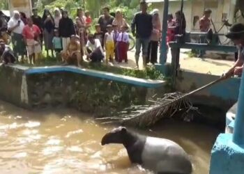 tapir pesisir selatan dievakuasi