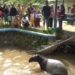 tapir pesisir selatan dievakuasi