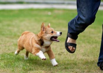 rabies bukittinggi. Warga Padang Digigit anjing Gila