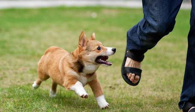 rabies bukittinggi. Warga Padang Digigit anjing Gila