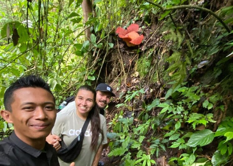 Rafflesia Arnoldii Sitingkai Agam