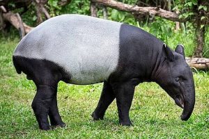 keunikan tapir