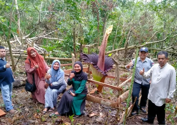 Bunga bangkai mekar sempurna di Jorong Rantau Jambu, Nagari Koto Tuo, Kabupaten Sijunjung. Foto: Dok. BKSDA Sumbar