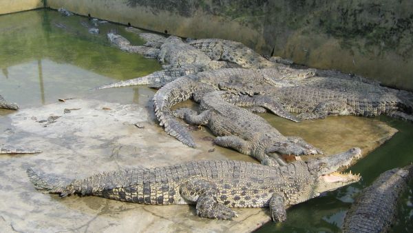 Penangkaran Buaya di Agam