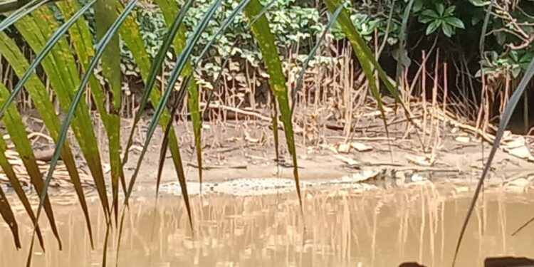 buaya nyantai di kantor polisi