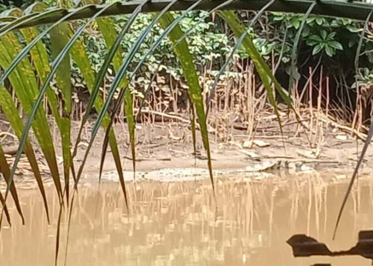 buaya nyantai di kantor polisi