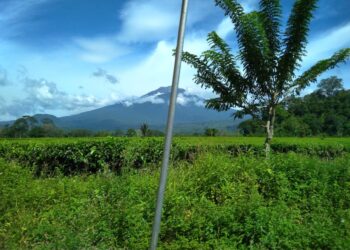 Perkebunan teh PT Mitra Kerinci di Solok Selatan.