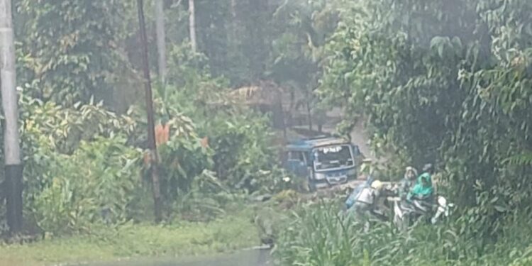 Pohon Tumbang Pasaman Barat