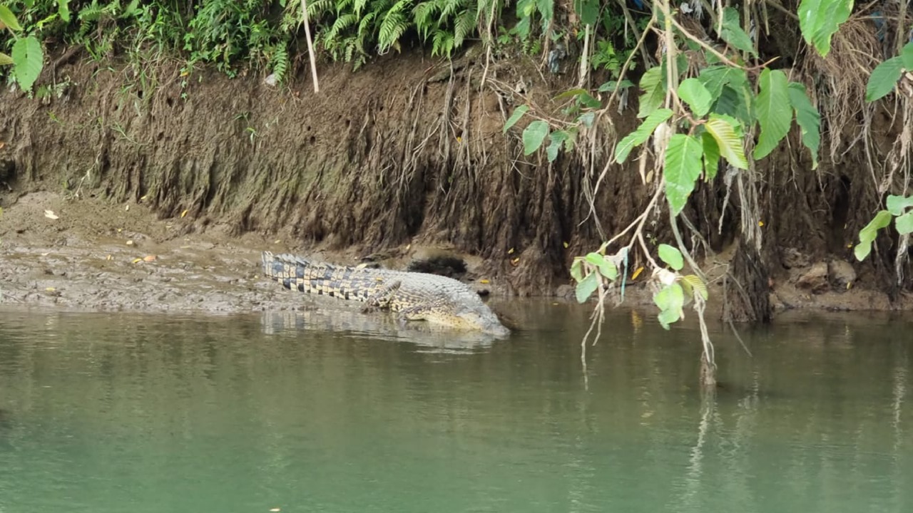 Buaya Batang Anai