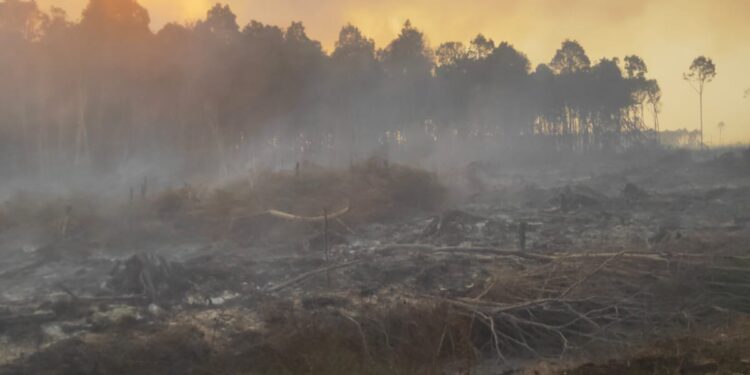 Kebakaran Lahan Hutan di Pesisir Selatan