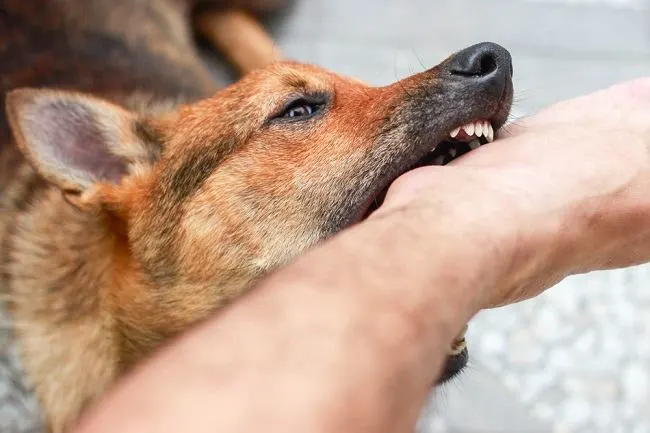 Anjing Liar di Padang Pariaman