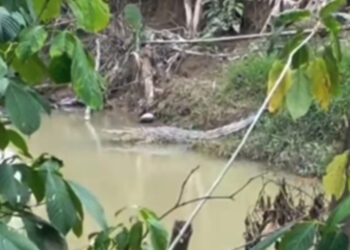 Seekor buaya kembali menampakkan diri di sungai kawasan Korong Koto Panjang Nagari Ulakan Kabupaten Padang Pariaman, Kamis (02/11/2023).