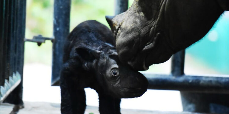 anak badak Sumatera lahir di Taman Nasional Way Kambas (dok. Balai TNWK