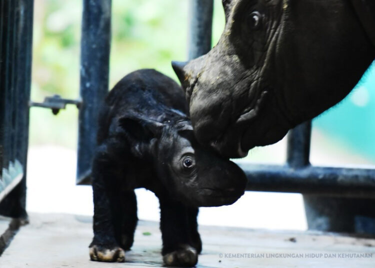 anak badak Sumatera lahir di Taman Nasional Way Kambas (dok. Balai TNWK