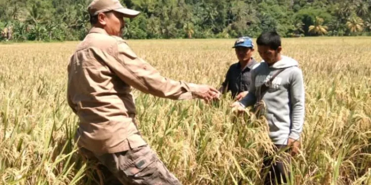 Produksi Padi di Pasaman Barat