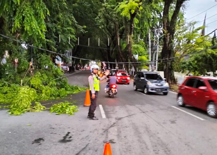 Pohon tumbang di Padang