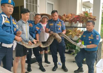 Dinas Pemadam Kebakaran Kota Padang mengamankan ular piton di lingkungan rumah warga