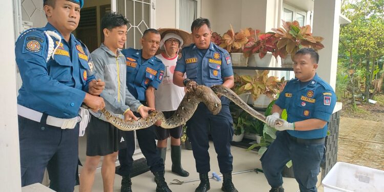 Dinas Pemadam Kebakaran Kota Padang mengamankan ular piton di lingkungan rumah warga