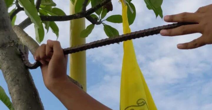 Aksi cabut paku dari pohon (Foto: Walhi Sumbar)