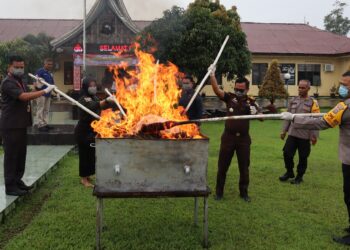 Polres Pasaman Barat musnahkan ganja