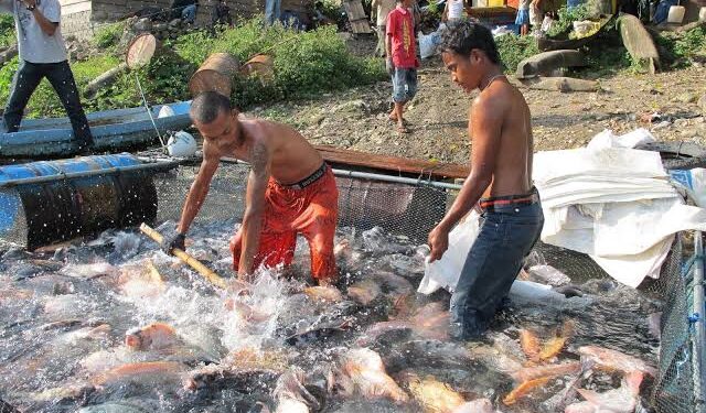 Produksi ikan di Kabupaten Agam