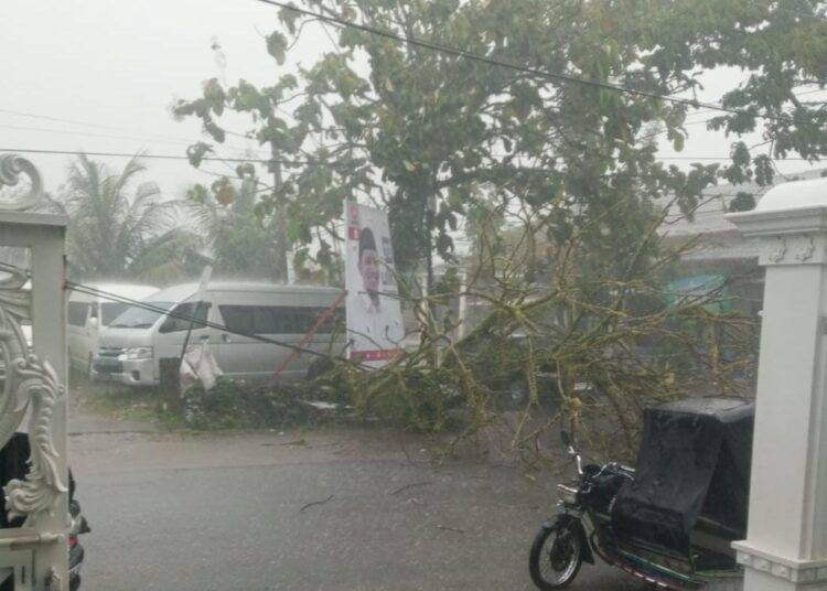 Pohon tumbang di kawasan Lolong Belanti, Kecamatan Padang Utara, Kota Padang, Jumat (5/1).
