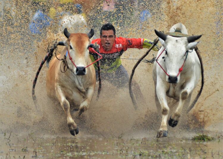 Pacu Jawi, tradisi balapan sapi di Kabupaten Tanah Datar dan Kota Payakumbuh (foto: Doc. Pemprov Sumbar).