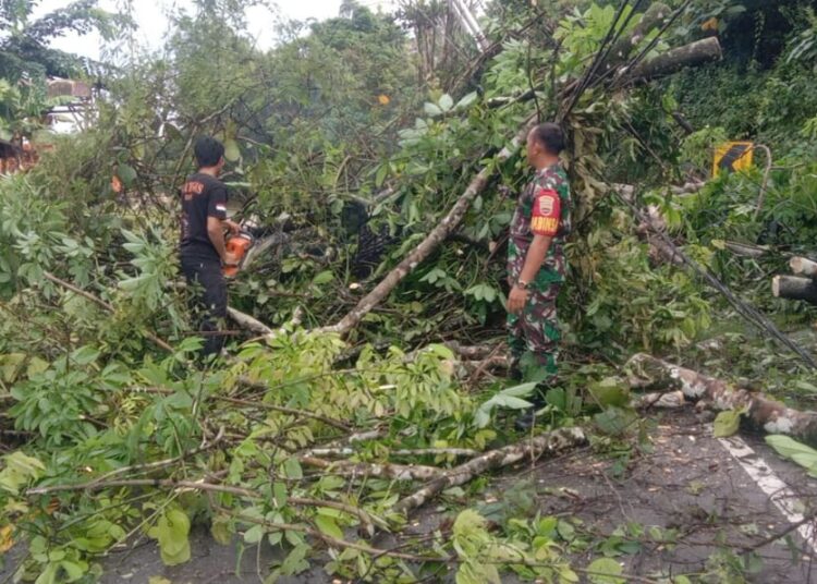 Diterjang Angin Kencang, Pohon Dan Tiang Listrik Di Pesisir Selatan ...