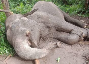 Seekor Gajah Sumatera binaan Balai Taman Nasional Tesso Nilo (TNTN) Kabupaten Pelalawan Riau, mati diracun, Rabu (10/1/2024). Foto: Dok. BKSDA Riau.