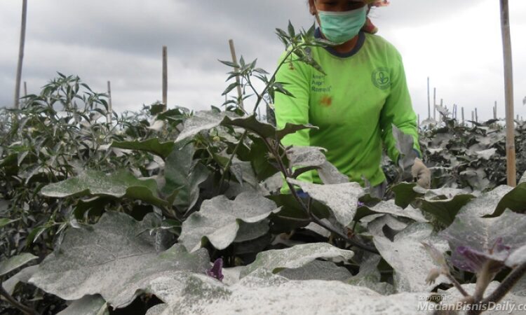 Tanaman yang terdampak abu vulkanik dari letusan gunung (foto: Medan Daily)