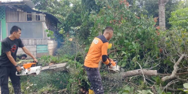 Pohon tumbang di Solok