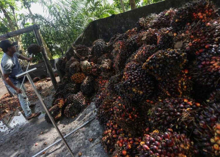 Pekerja di perkebunan sawit (foto: ANTARA)