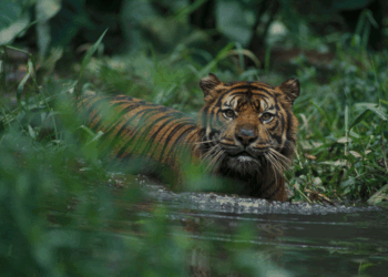 Harimau Sumatera (foto: Alain Compost/Indonesia WCS)