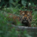 Harimau Sumatera (foto: Alain Compost/Indonesia WCS)