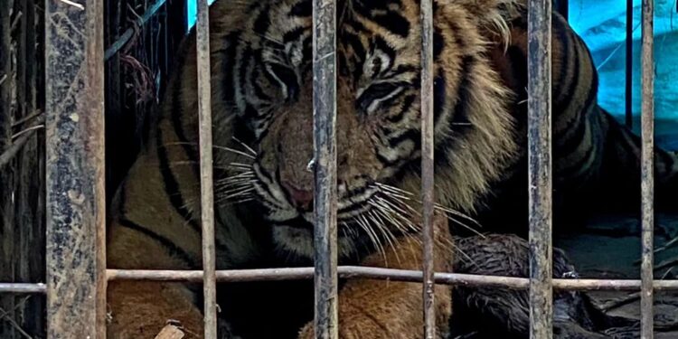 Puti Malabin seekor Harimau Sumatera yang masuk perangkap di Pasaman.