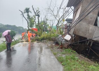 Pohon tumbang di Kota Padang pada Rabu, 21 Februari 2024.