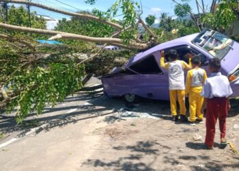 Angkot tertimpa pohon tumbang