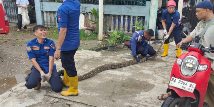 Damkar Padang evakuasi ular