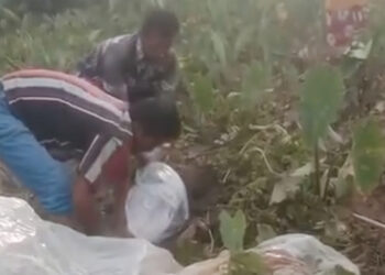 Penemuan mayat balita perempuan korban banjir di Langgai, Nagari Gantiang Mudiak Utara, Kecamtan Sutera, Kab. Pesisir Selatan