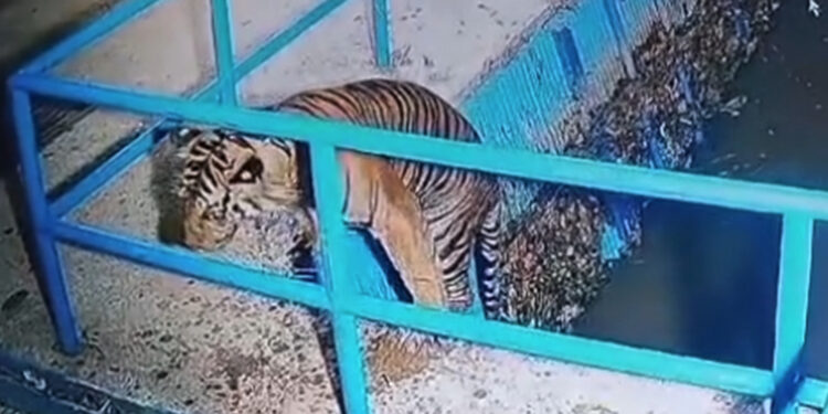 Harimau Sumatera muncul di Pasaman Barat terekam CCTV