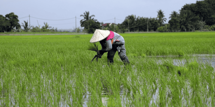 Ilustrasi pertanian (foto: istimewa)