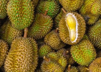 Ilustrasi durian (iStockphoto/Torjrtrx)