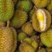 Ilustrasi durian (iStockphoto/Torjrtrx)