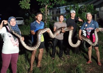 Ular piton yang menyerang warga di Dharmasraya berhasil diamankan.