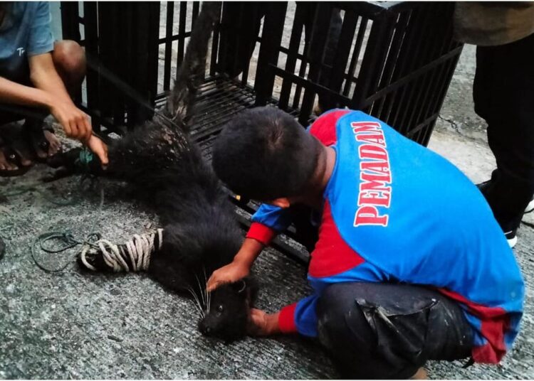 Binturung terjebak perangkap babi di Tanah Datar (foto: instagram BKSDA Sumbar)